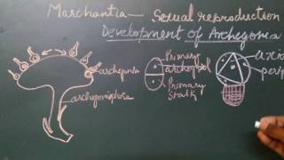 Development of Archegonia Marchantia [upl. by Omura]