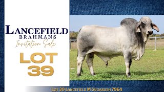 Lot 39 Lancefield M Sugarush 7964 [upl. by Kutzer365]