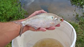 Feeding Fish Live Shad [upl. by Alimhaj]