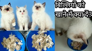 Cat care tips for beginners बिल्लियों को खाने में क्या देंpet care in hindi [upl. by Meingolda]