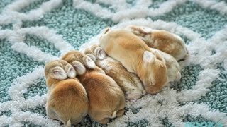 Bunny Update  Lots of Baby Holland Lops [upl. by Yann768]