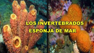 ANIMALES INVERTEBRADOS Características Y Clasificación  Ciencias de la Naturaleza [upl. by Acitel847]