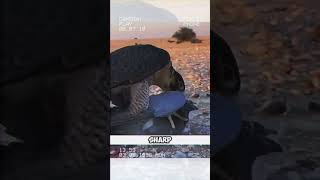 Natures Brutal Reality Falcon vs Pigeon shorts short [upl. by Marlen510]