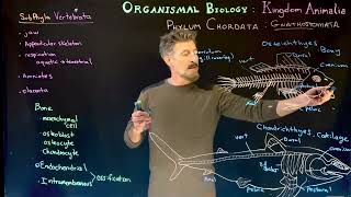 Ossification Bony vs Cartilaginous Fish [upl. by Noak]