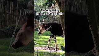 🦓 This endangered baby isnt related to the zebra Have you ever heard of the okapi okapi [upl. by Ahs271]