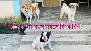 Dog Wound Treatment  Dog Maggots Treatment At Home [upl. by Etnovad]