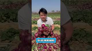 Estos agricultores chinos inteligentes están ganando millones cultivando col junto con cebollas [upl. by Burton]