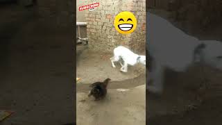 Laugh outloud chicken video with funny and surprising scenes [upl. by Friedman647]