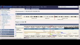 Looking at the Region of the LCT Gene [upl. by Orrocos]