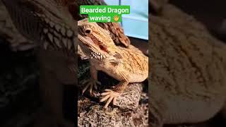 Bearded dragon lizard waving viral reels shorts shortvideo beardeddragon youtube reptile fyp [upl. by Anifur49]