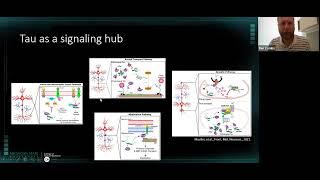 Pathogenic Tau Activates Signaling Pathways to Disrupt Fast Axonal Transport [upl. by Saixela]