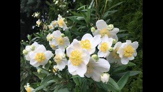 Carpenteria Californica [upl. by Rj]