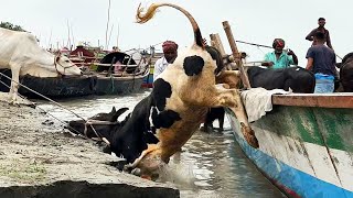 Cow Jumping Weakly  Cow Unloading From Boat  At Very Popular Village Cattle Market [upl. by Cohby663]