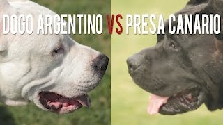 DOGO ARGENTINO vs PRESA CANARRIO TWO BIG CATCH DOGS [upl. by Sisxela392]