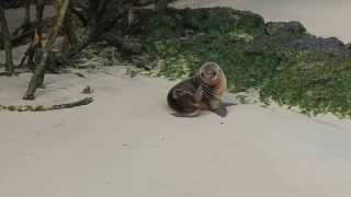 Baby Sea Lion Scratches Like a Dog [upl. by Belle]