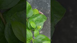 Nightflowering jasmineHarshinhar flowersjamshedpurgardenplantsnatureshortvideoshortsfyp [upl. by Rossie]