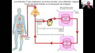 Immunología I  7 Clase Activación y funciones efectoras de linfocitos T [upl. by Esirehc588]