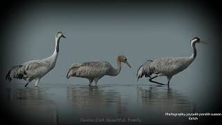 One of the Best clip of Common Crane Family 4k [upl. by Kassi]