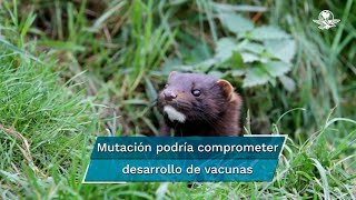 Detectan mutación del coronavirus en visones de Dinamarca [upl. by Terrence15]