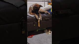 4 month old Malinois puppy drops her bone and barks at me to fetch it lulumagoo funniestvideo [upl. by Craggie]