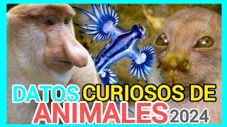 Los mejores DATOS SOBRE ANIMALES QUE NO sabías HACE POCOS MINUTOS 🐾 [upl. by Lexi758]