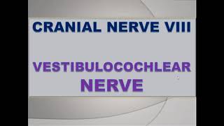 Vestibulocochlear Nerve  neuroanatomy  CN VIII lectures on cranial nerve [upl. by Lah]