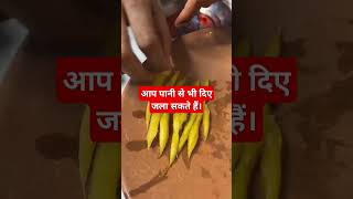 Amazing trick पानी की सहायता से कुछ इस तरह जलाए दीपक। dipawali hindu festival [upl. by Imoyaba114]