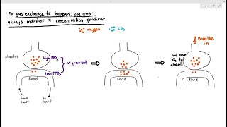 94 Maintaining the Concentration Gradient in the Lung Alveoli Cambridge AS A Level Biology 9700 [upl. by Wivestad]