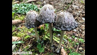 Schopftintling Spargelpilz Schopfpilz Porzellantintling Coprinus Comatus [upl. by Eillas]