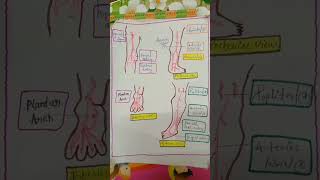 Lower limb arterial blood supply [upl. by Aedrahs687]