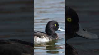 Peacful tranquilTufted duck [upl. by Yaluz59]