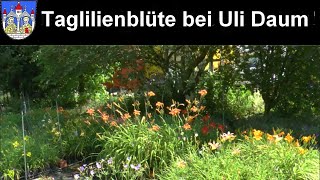 Taglilienblüte bei Uli Daum [upl. by Anpas184]