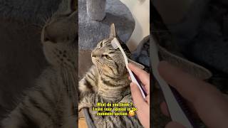 Wet Toothbrush  Reminds Cats of their Mother [upl. by Roderic138]