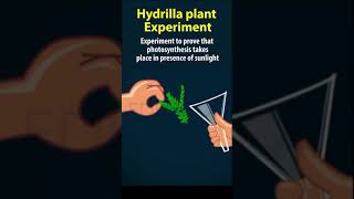 Hydrilla plant experiment  Nutrition 10th biology  AP amp TS syllabus 10th science ch1 [upl. by Doersten]