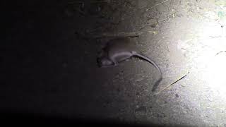 Panamint kangaroo rat instantly burrows away [upl. by Aeduj]