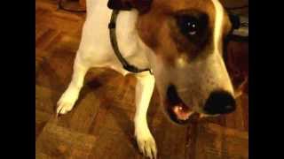 Dog Jack Russell Terrier growls to protect her bone [upl. by Raney]