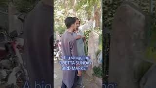 Establishing the Sunday Bird Market at Quetta was a very tough decision [upl. by Ardme]