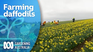 Exploring Australias largest familyowned daffodil farm  My Garden Path  Gardening Australia [upl. by Modie]