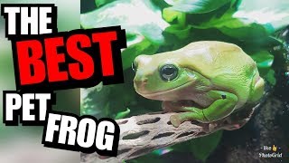 Green Tree Frog Care [upl. by Netloc]