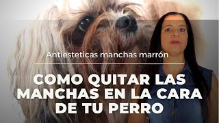 CÓMO DESMANCHAR LOS LAGRIMALES DE TU PERRO SHIH TZU [upl. by Rekrap530]