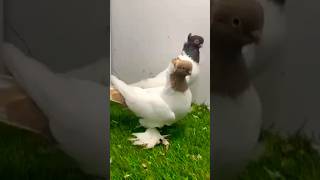 Color head pigeons 🥰viralvideos shortvideos ytshorts [upl. by Yllet]