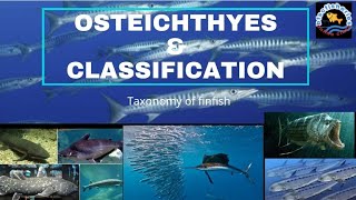 osteichthyesbony fishclassificationtaxonomy of finfishbfsc fisheriesfisheries resourcesjrffeo [upl. by Nyletak]