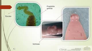 Características básicas de Helmintos [upl. by Gibeon]