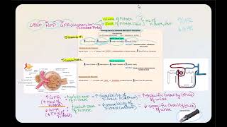 Lecture Video 3 Physiology of the Urinary System Part 2 [upl. by Huebner]