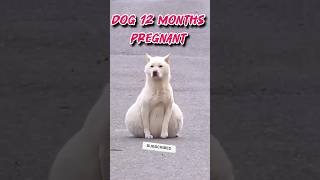 Pregnant dog videos shorts [upl. by Eintirb]