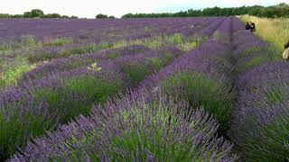 Lavender fields at Cotswold Lavender Snowshill England July 2016 [upl. by Ordway674]