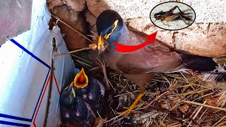 Myna bird feeding Striped Ground Cricket to her babies birdswithme107 [upl. by Derzon]