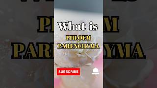 What is Phloem Parenchyma shorts facts biology [upl. by Dnilazor703]