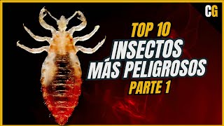 Los 10 Insectos más PELIGROSOS  Explicados por un Médico PARTE 1 [upl. by Allicirp113]