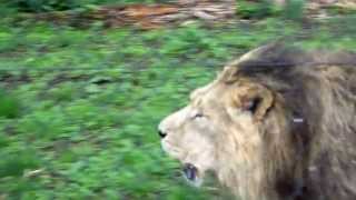 Lion Roaring at Chester Zoo [upl. by Anyala]